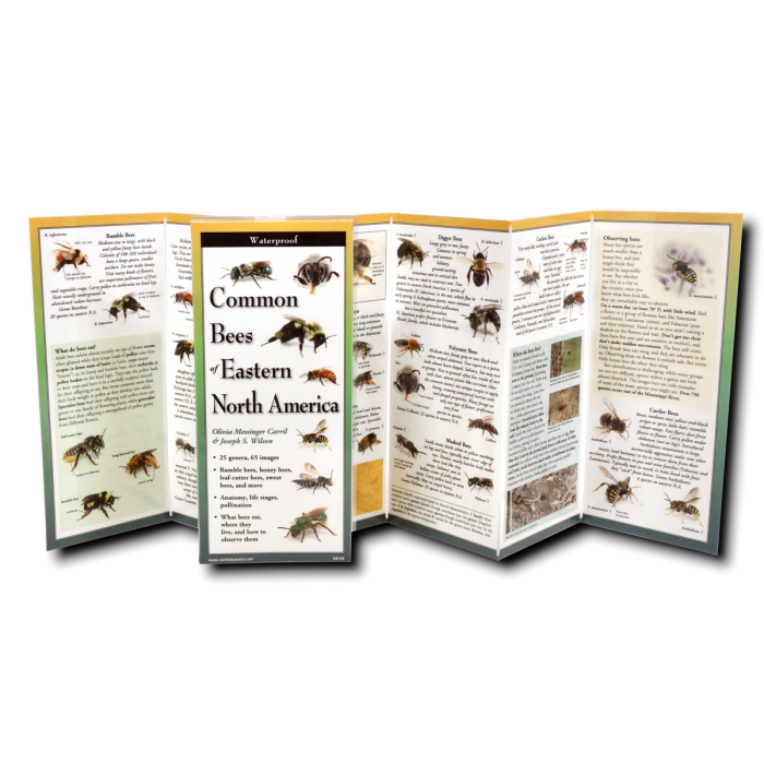 Common Bees of Eastern North America, Folding Guide - Image 2