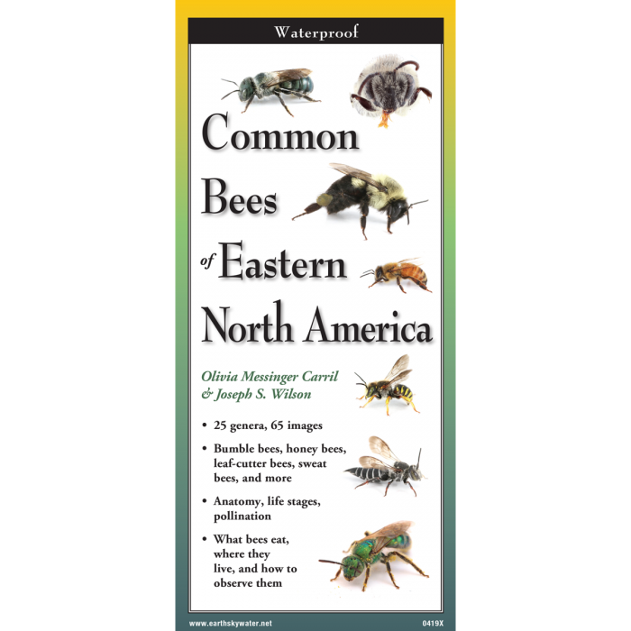 Common Bees of Eastern North America, Folding Guide