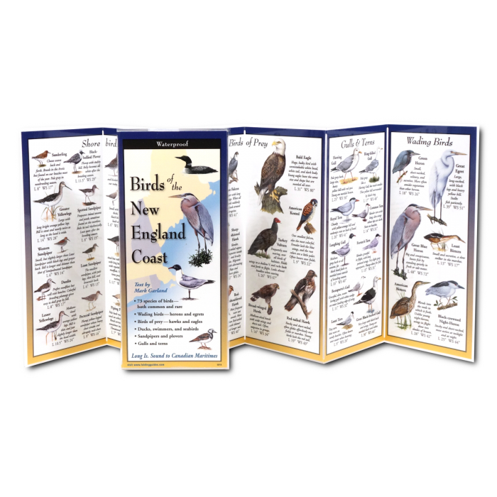 Birds of the New England Coast, Folding Guide - Image 2