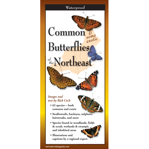 Common Butterflies of the Northeast, Folding Guide