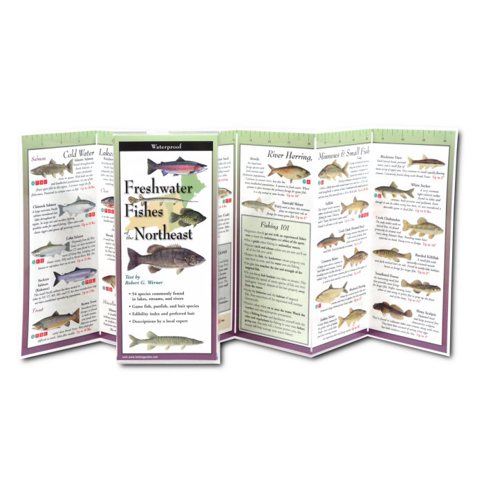 Freshwater Fishes of the Northeast, Folding Guide - Image 2