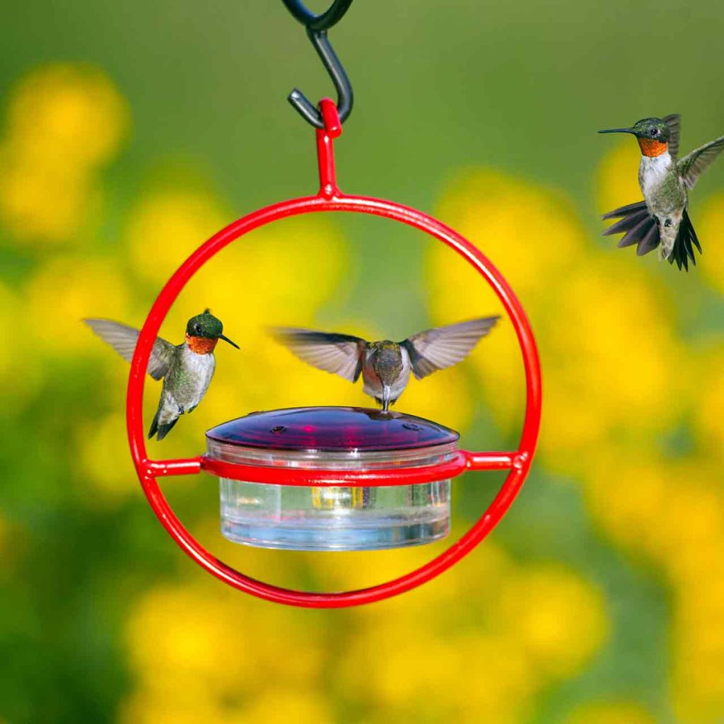 Hummble Bold Hummingbird Feeder – 3 colors