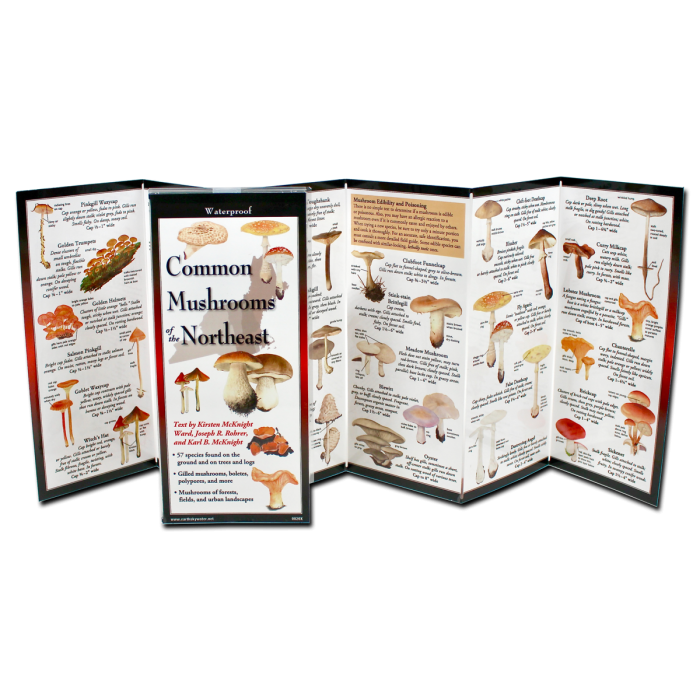 Common Mushrooms of the Northeast, Folding Guide - Image 2