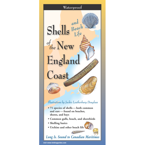 Shells and Beach Life of the New England Coast, Folding Guide
