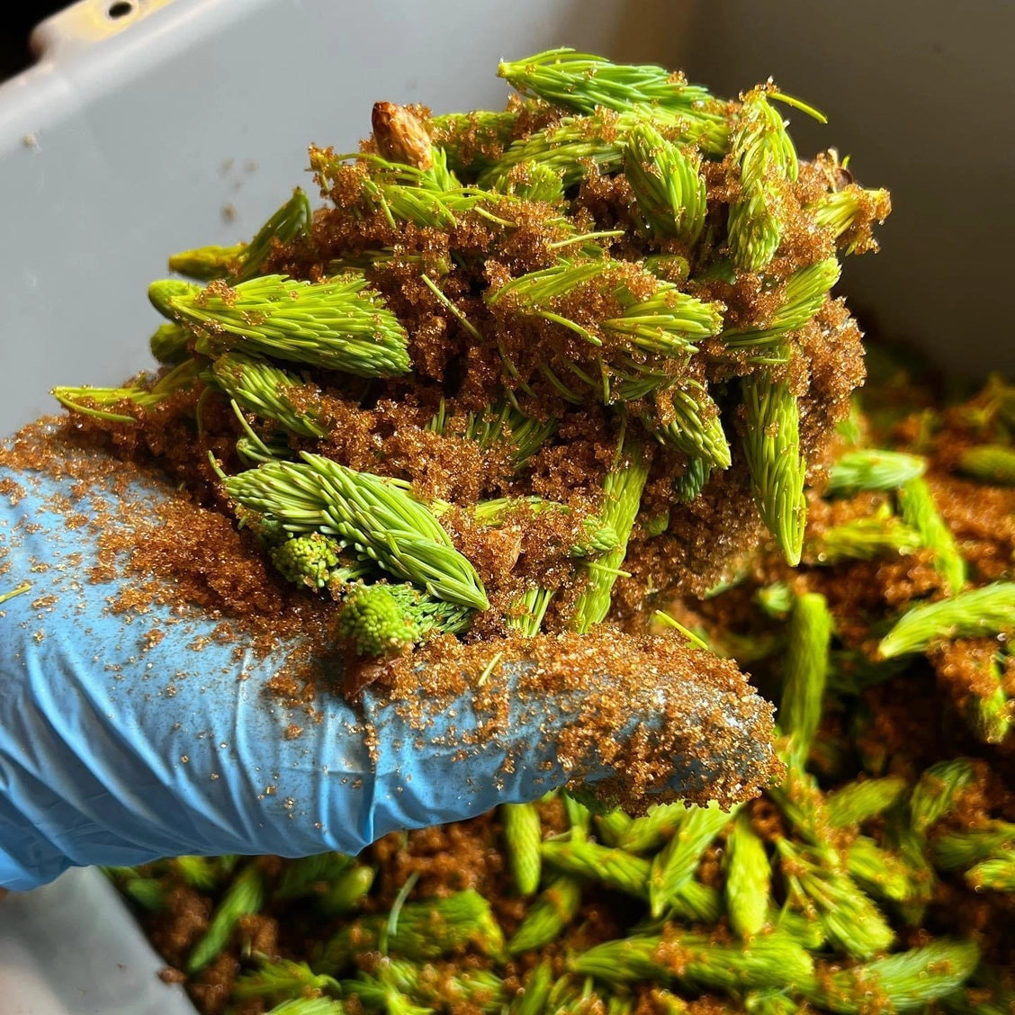 Spruce Syrup - Image 6