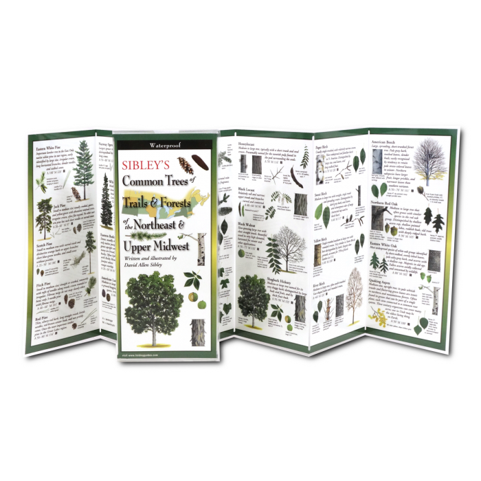 Sibleys Common Trees of Trails & Forests of the Northeast & Upper Midwest, Folding Guide - Image 2
