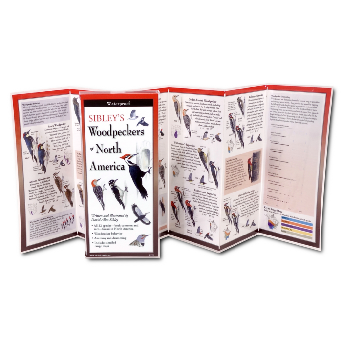 Sibleys Woodpeckers of North America, Folding Guide - Image 2