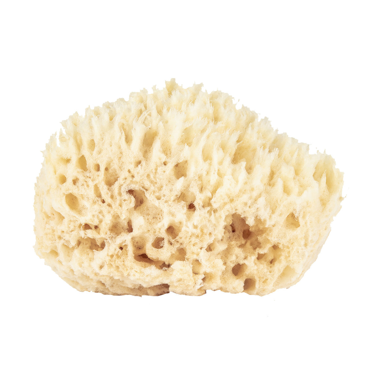 Bath Sea Sponge Gift Box – Small - Image 2