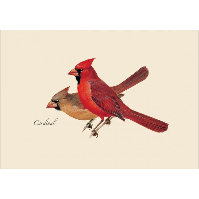 Peterson’s Bird Notecard Assortment - Image 3