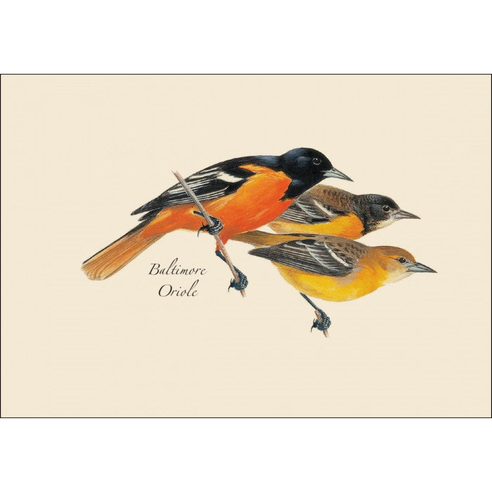 Peterson’s Bird Notecard Assortment - Image 4