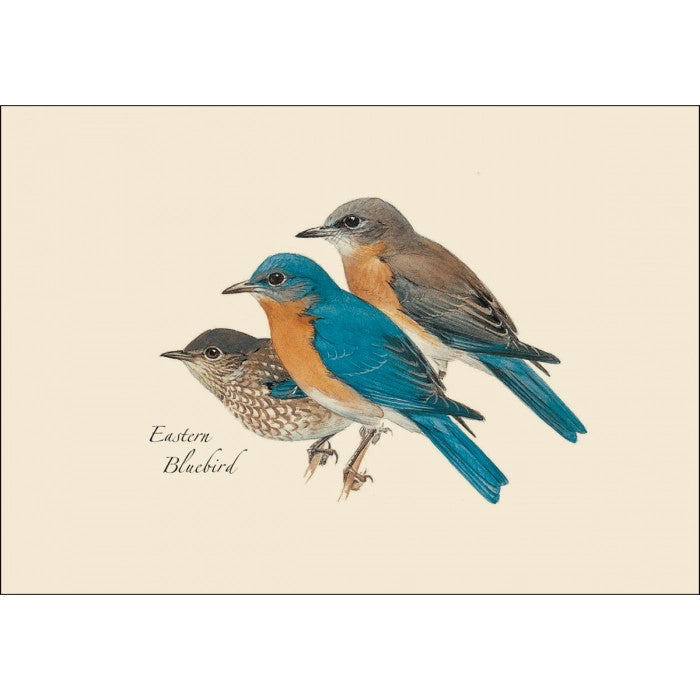 Peterson’s Bird Notecard Assortment - Image 5