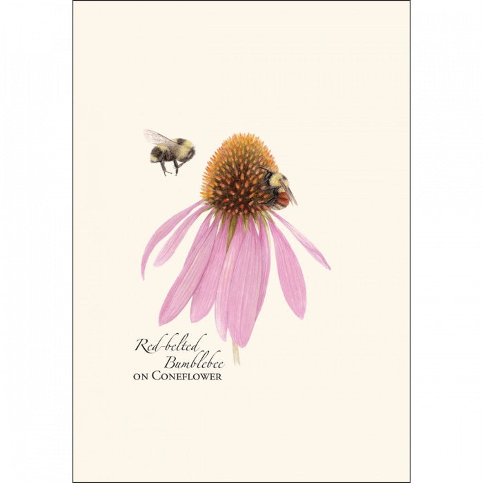 Bumblebee Notecard Assortment - Image 5