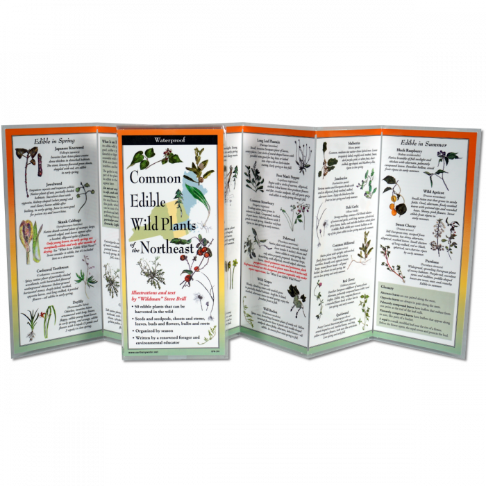 Edible Plants of the Northeast, Folding Guide - Image 2