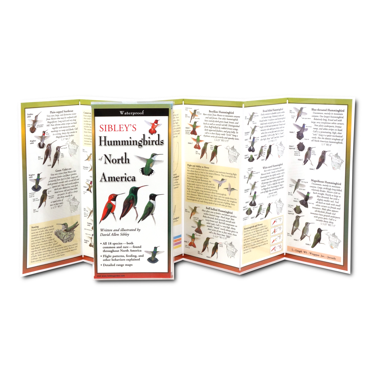 Sibleys Hummingbirds of North America, Folding Guide - Image 2