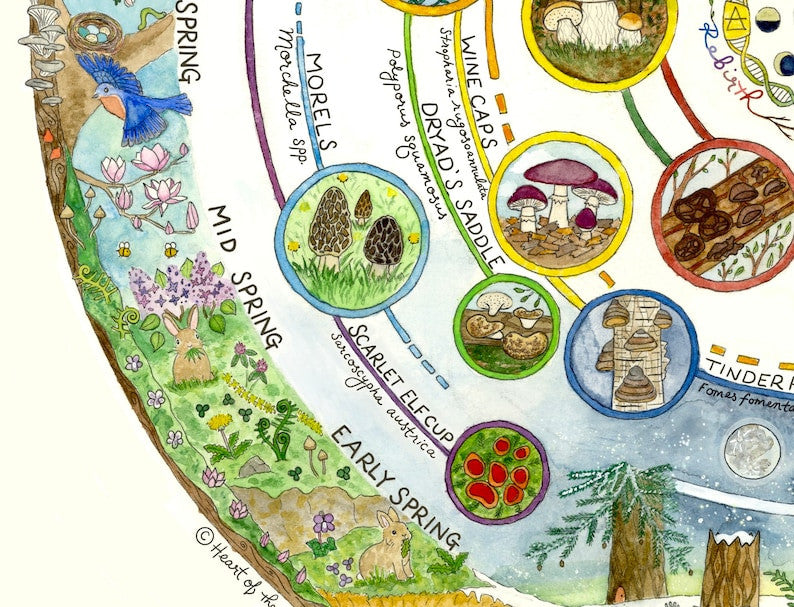 Giclée Art Print – Mushroom Foraging Calendar