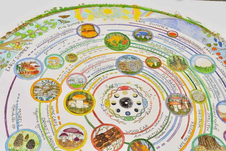 Giclée Art Print – Mushroom Foraging Calendar - Image 8