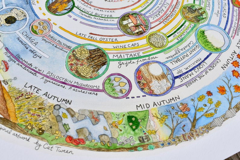 Giclée Art Print – Mushroom Foraging Calendar - Image 4
