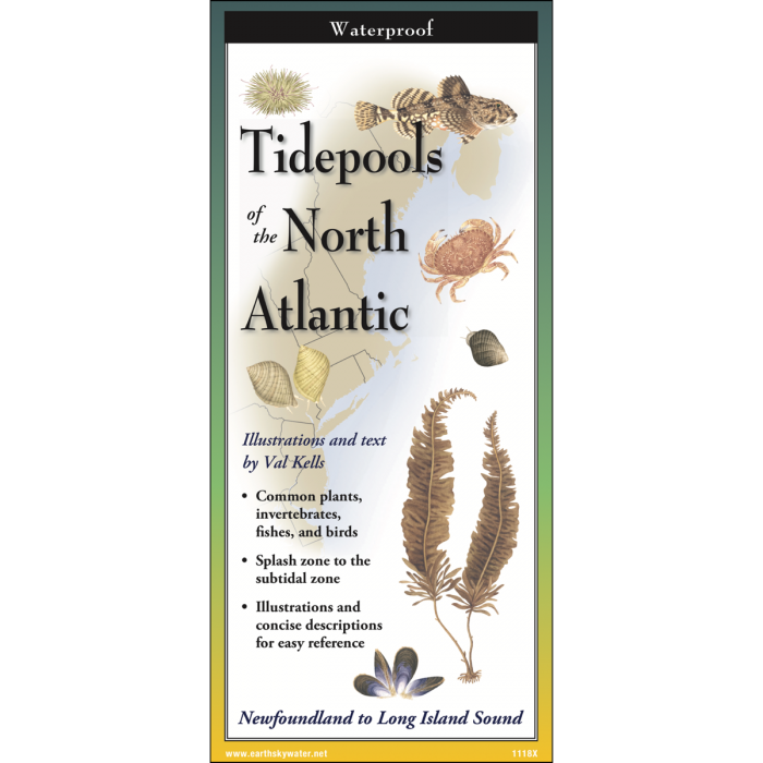 Tidepools of the North Atlantic, Folding Guide